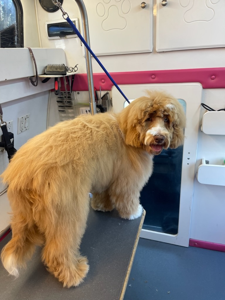 Fluffy apricot labradoodle mid-groom in the mobile suite