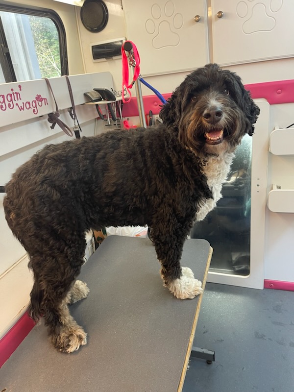 Black and white bernedoodle standing proud inside the Waggin' Wagon