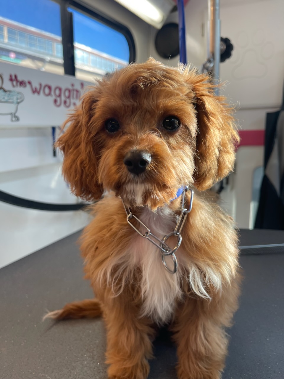 Ruby cavapoo puppy inside the mobile grooming suite