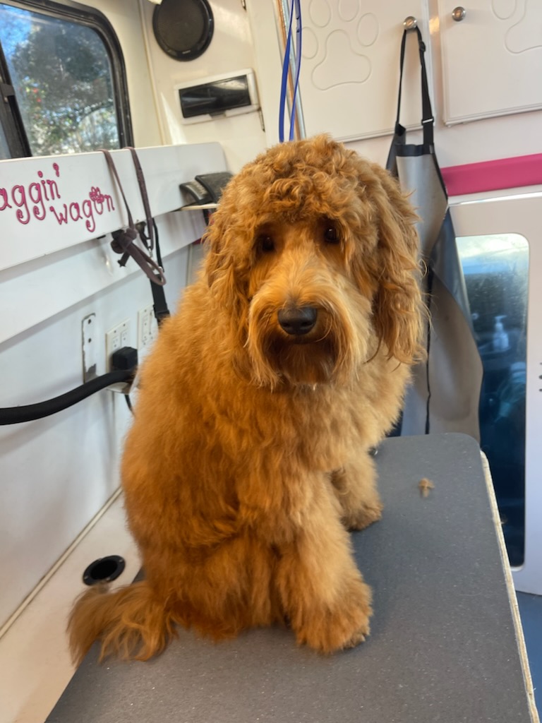 Goldendoodle waiting patiently for a spa day