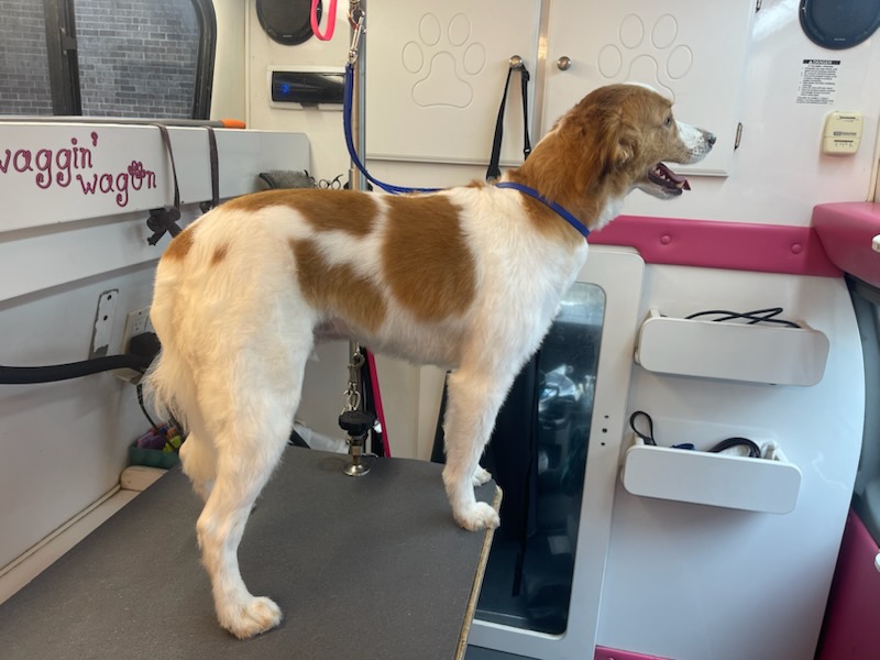 Brittany spaniel standing tall in the mobile suite