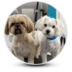 Shih tzu and maltese freshly groomed side by side