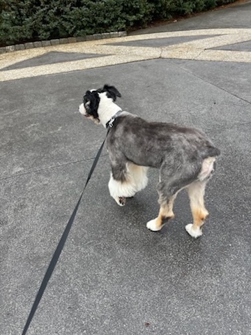 Miniature schnauzer on a walk after a fresh trim