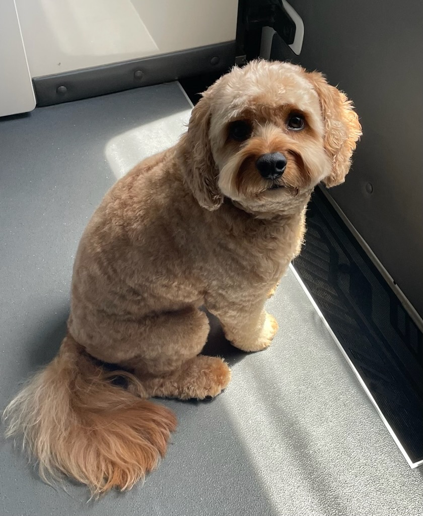Cavapoo bathed in soft afternoon light