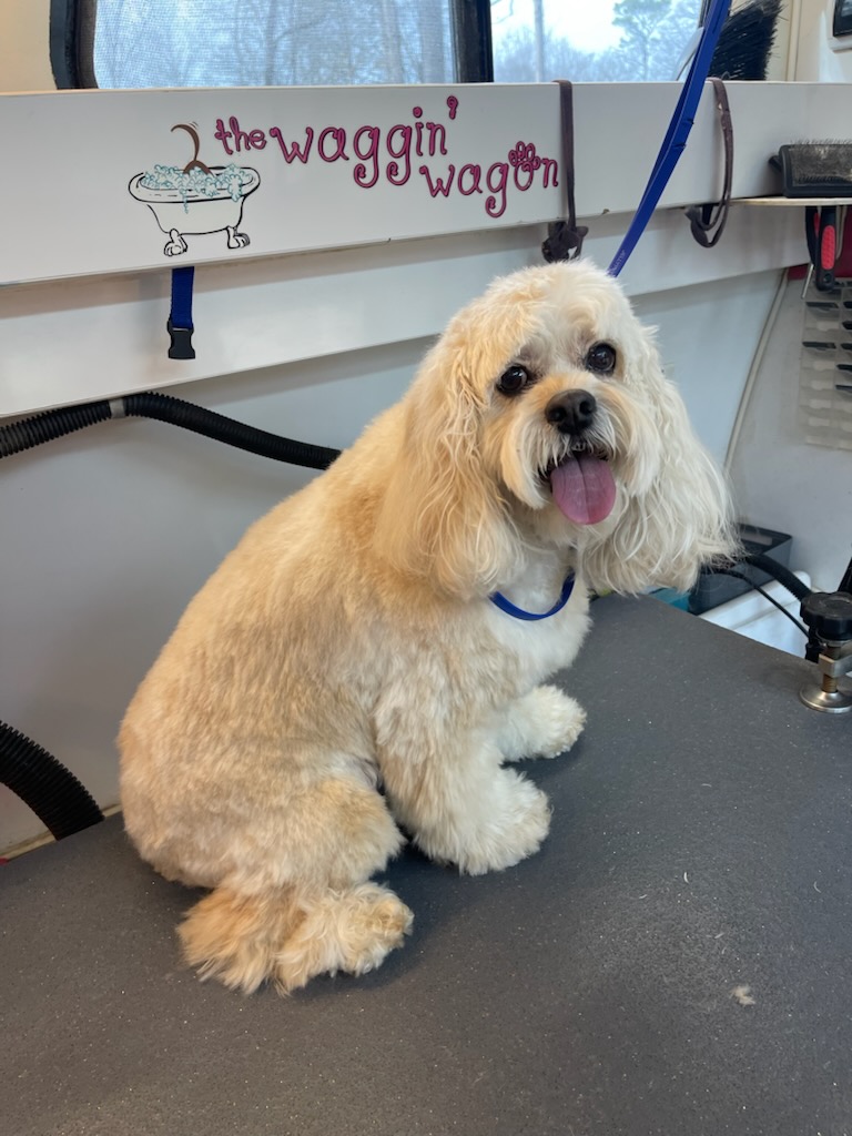 Cream cockapoo styled and smiling under the Waggin' Wagon sign