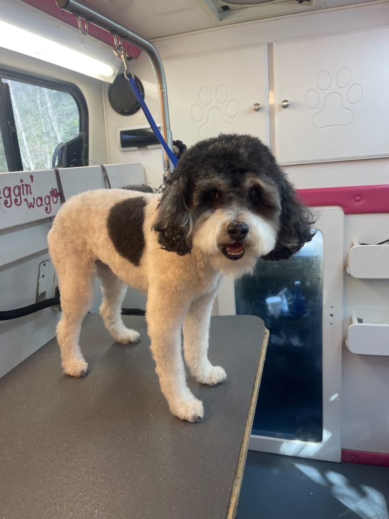 Parti-colored cockapoo freshly styled in the mobile suite