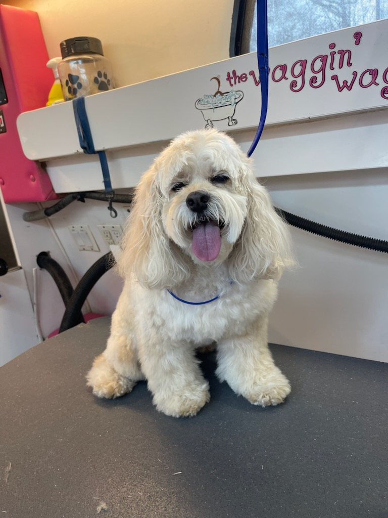 Freshly groomed cream cockapoo on the grooming table