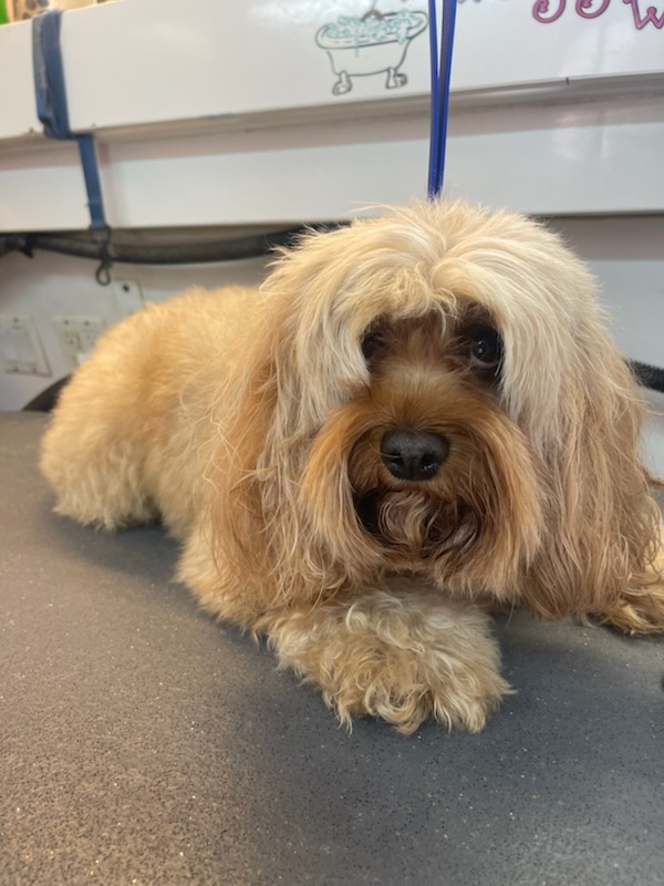 Sandy havanese resting between grooming steps