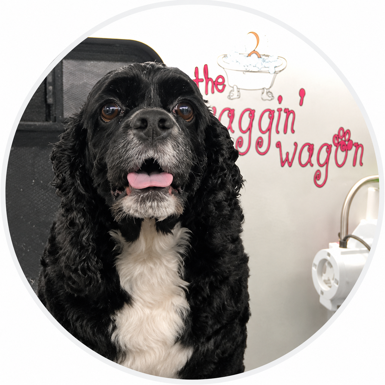 Happy cocker spaniel posing by the Waggin' Wagon sign