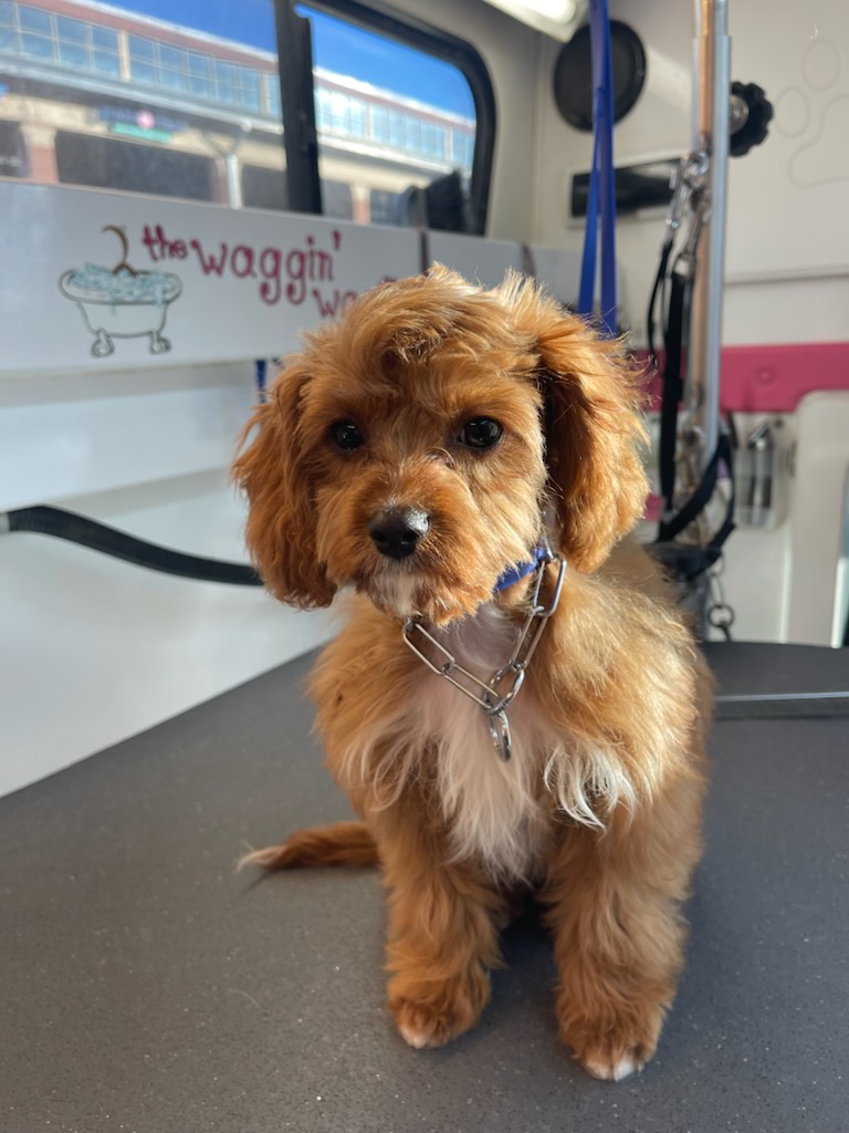 Ruby cavapoo puppy sitting under the Waggin' Wagon sign