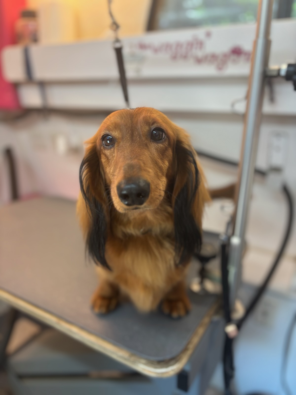 Long-haired dachshund with silky ears on the grooming table