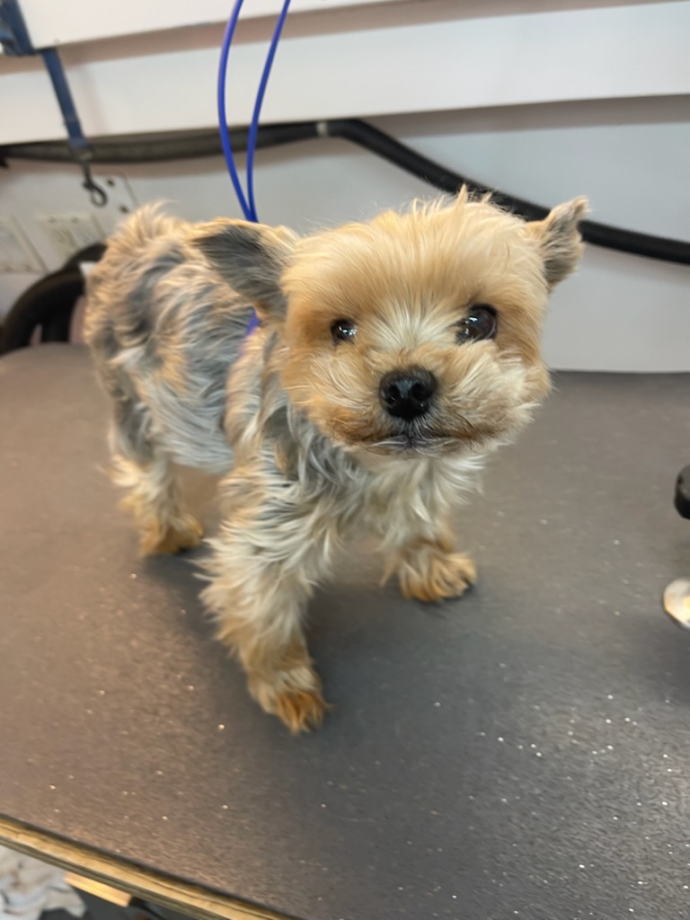 Tiny yorkie puppy stepping across the grooming table