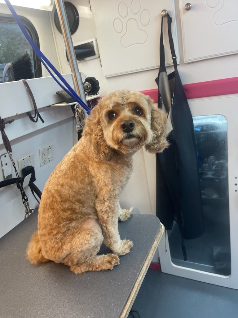 Apricot cockapoo relaxing after a spa session